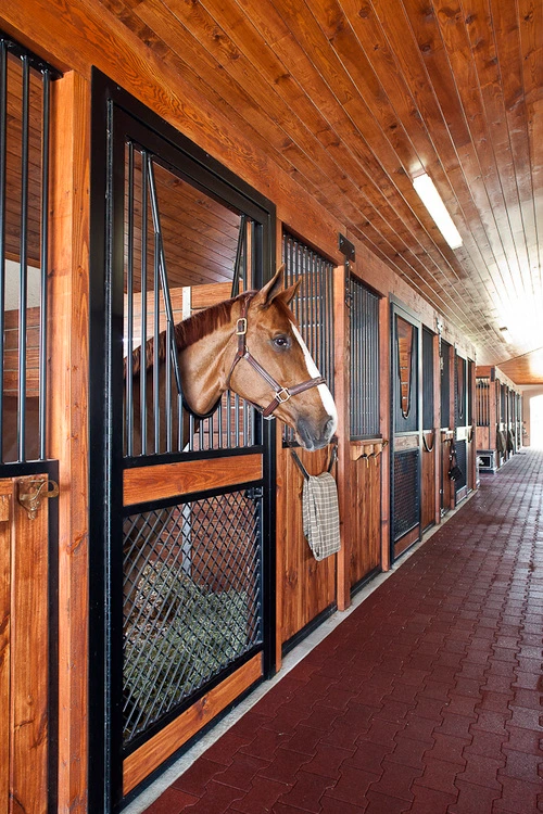 Chestnut horse extending head into barn aisle past open stall door