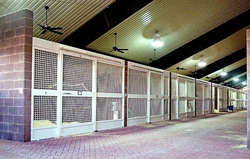 Long modern barn aisle with white upper sections and wire mesh stall panels