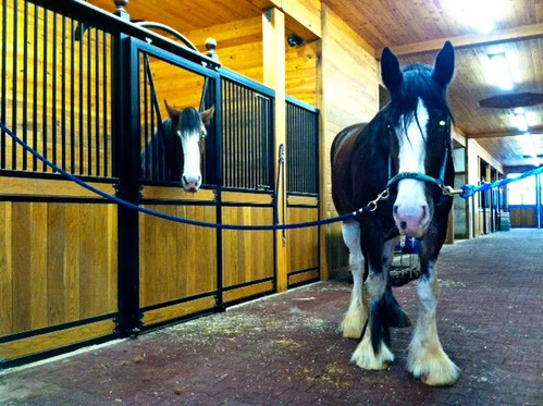 Yellow and black pinto horse extending head over bright yellow stall front with black vertical bars