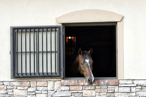 Bay horse with white facial marking looking out window with white limestone block surround