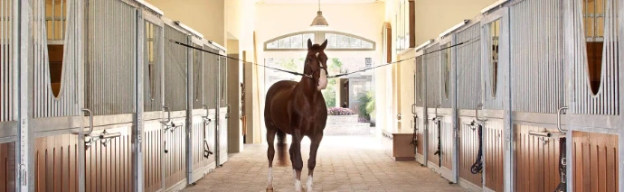 Horse standing in barn next to stalls