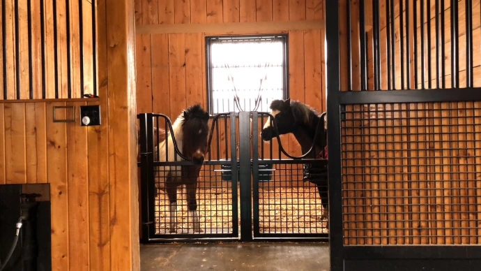Natural pine barn interior with two black miniature horses in stalls with black metal fronts and wire mesh lower panels