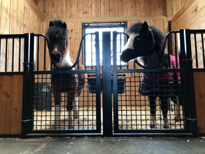 Two black miniature horses extending heads over black metal stall fronts with wire mesh panels in natural pine barn